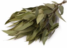Dried Eucalyptus Willow Nat Green 75g
