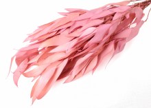 Dried Eucalyptus Willow Pale Pink 75g Dried Eucalyptus Willow Pale Pink 75g