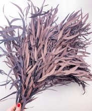 Eucalyptus Nicolii Cappuccino