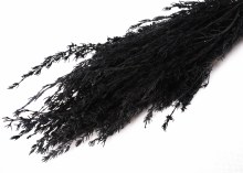 Dried Grabia Black 50g Dried Grabia Black 50g