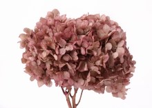 Preserved Hydrangea Erika 15cm