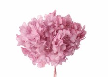 Preserved Hydrangea Lavender 15cm
