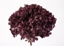 Preserved Hydrangea Purple 15cm