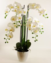 Artificial Orchid Arrangement x 6 Stems 113cm
