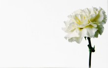 Florist Cards Small Carnation x 50pcs