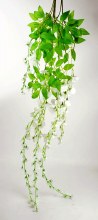 Hnaging Wisteria Ivory x 3 Stems Hnaging Wisteria Ivory x 3 Stems