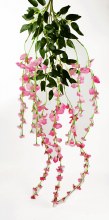 Hnaging Wisteria Pink x 3 Stems Hnaging Wisteria Pink x 3 Stems