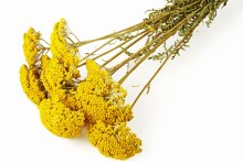 Archillea Park Natural Yellow Bunch