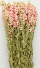 Delphinium Pink Dried
