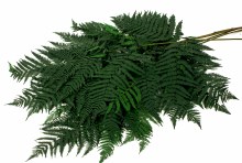 Preserved Large Green Fern x 5 Stems