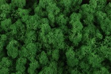 Florist Moss Green 500grams