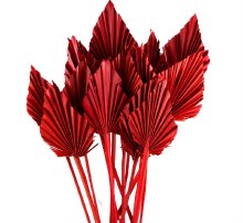 Dried Palmspear Red x 15