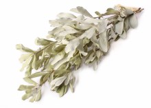 Dried Mealy Banksia Foliage 100g