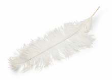 Ostrich Feathers x 5 White