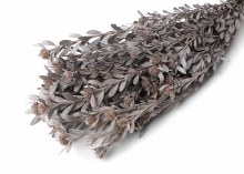 Dried Pubescens Silver 40cm 75g Dried Pubescens Silver 40cm 75g