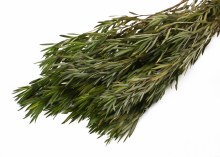 Dried Salignum Green 75g Dried Salignum Green 75g