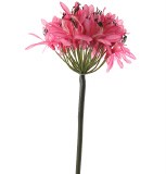Pink Agapanthus 78cm Pink Agapanthus 78cm