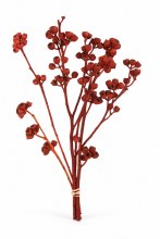 Dried Ambernut Branch x 5 Red