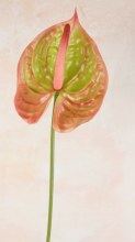 Faux Anthurium Stem Green/ Pink 70cm