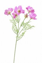 Artificial Cosmos Stem 60cm Blue- Faux Flower Spray( 6 Heads, Flocked stem)