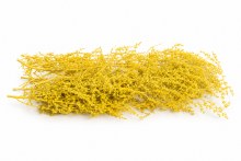 Dried Asparagus Yellow