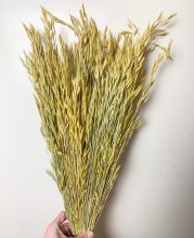 Bromus Macrostachys Yellow 100gr approx Bromus Macrostachys Yellow 100gr approx