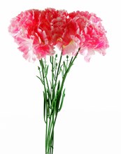 Silk Pink carnations x 6-46cm