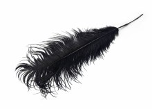 Ostrich feathers x 5 Black