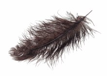 Ostrich Feathers x 5 Brown