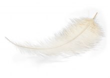 Ostrich Feathers x 5 Cream