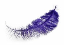 Ostrich feathers x 5 Purple