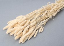 Dried Setaria Bleached 50cm/60cm 75gr