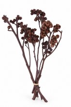 Dried Ambernut Branch x 5 Very Pery