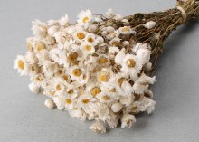 Additional picture of Dried Dasies Bunch 25/40cm 50gr