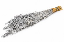 Dried Oats Silver Bunch 80cm