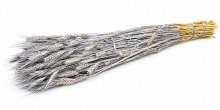 Dried Wheat Silver Bunch 78cm