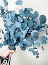 Eucalyptus Populus Blue/ Grey