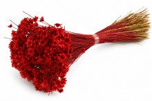 Dried Glixia Red