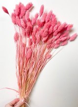 Dried Phalaris Pink