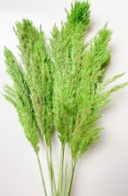 Dried Wild Plume Green x10 Stems