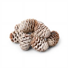 Larch Cone 500g White Wash