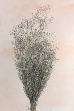 Dried Flowers Massasa 550cm Grey