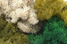 Finland moss dark green 500grams Finland moss dark green 500grams