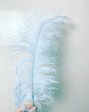 Ostrich Feathers x 5 Aqua
