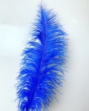 Royal Blue Ostrich Feathers x 5