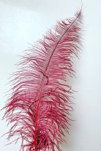 5 x bordeaux ostrich feathers