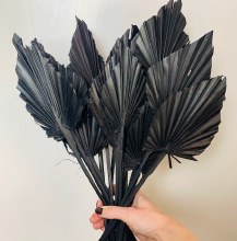 Dried Palmspear Black x 15- 45cm approx