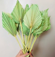 Dried Palmspear Green x 15- 45cm approx