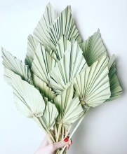 Dried Palmspear x 20 Natural