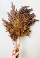 Dried Wild Plume Brown x 10 Dried Wild Plume Brown x 10